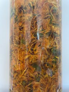 Fleurs de calendula oranges séchées en train d'infuser dans de l'huuile végétale, dans une bouteille en verre